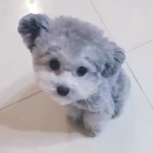 Meet your Posher, Jacob